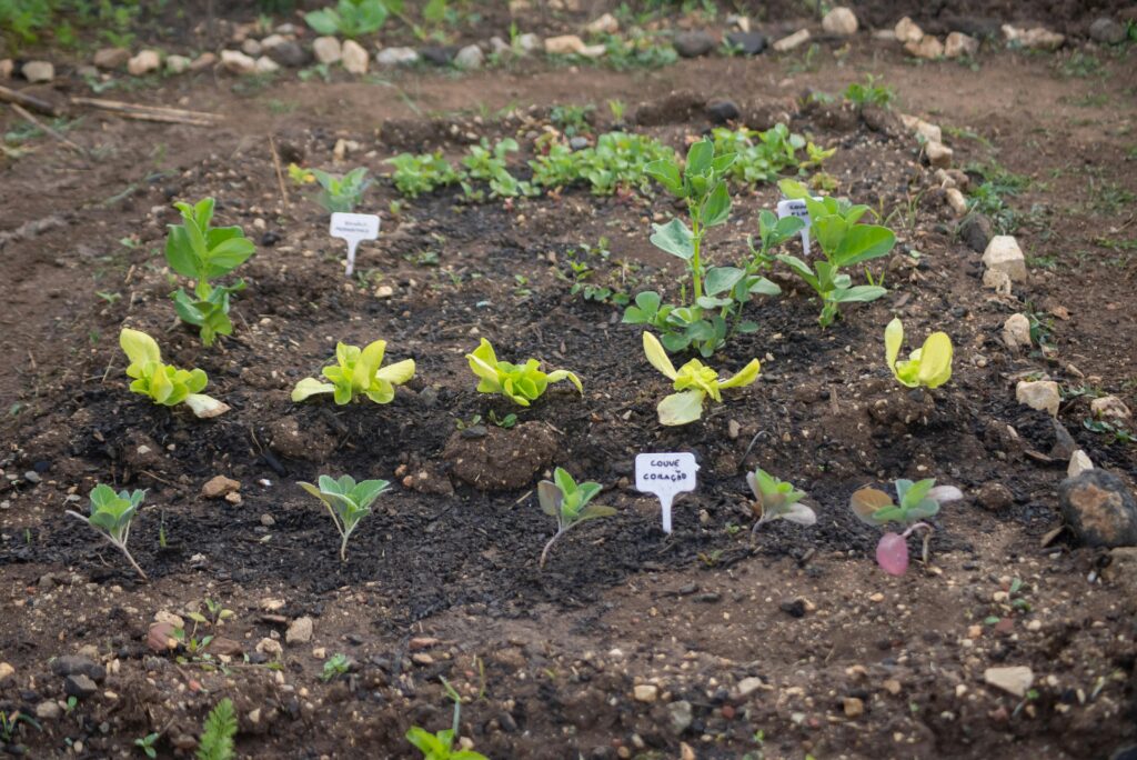 Close-up of young vegetable seedlings growing in garden soil, perfect for organic farming concepts.